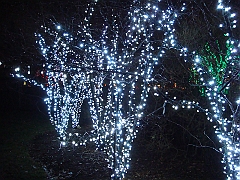 119 Toledo Zoo Light Show [2008 Dec 27]